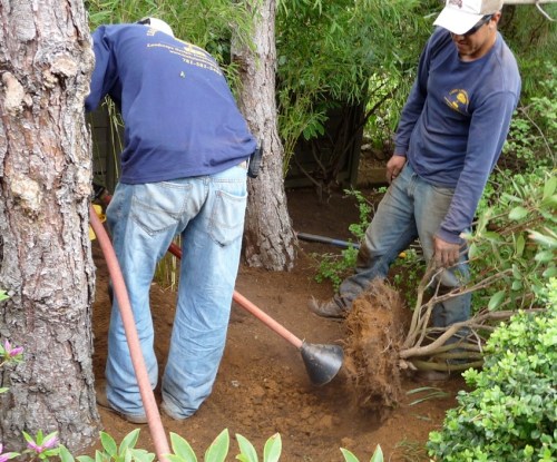 p1010447 Breaking up the clay soil in the root ball of a 4' rhododendron.