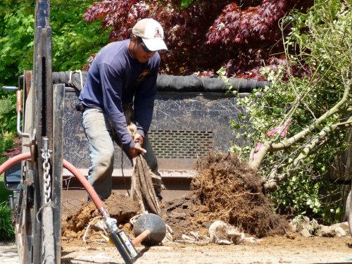 p1010479 Hand-dug holly that has been bare-rooted being prepared for transplant. Notice the clumps of hard, heavy soil from its original root ball lying around it; the wire basket is lying off to the left.