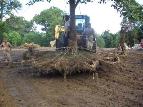 ...while preserving this much root mass.