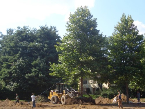 This project took place in late July, during a week of 85-degree heat.  Leaf turgor pressure was maintained throughout by the trees themselves (aided with some in-process watering).