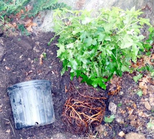Cute little dwarf liquidambar, freed from its container and soil washed away with the hose, ready to have its circling roots unwound, spread radially (as best as possible), and planted.