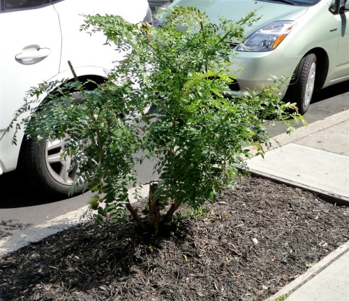 What had been a typical street tree -- a standard-form Honey Locust -- was cut down at some point, and now sports shrub-like topgrowth.