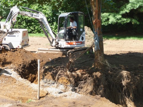 Pigtailed roots, and short roots along the driveway edge.