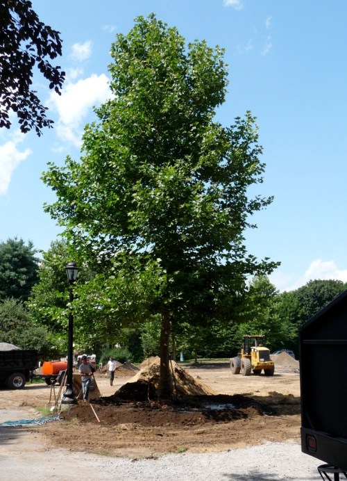 The transplanted tree seven hours later, in its new home.