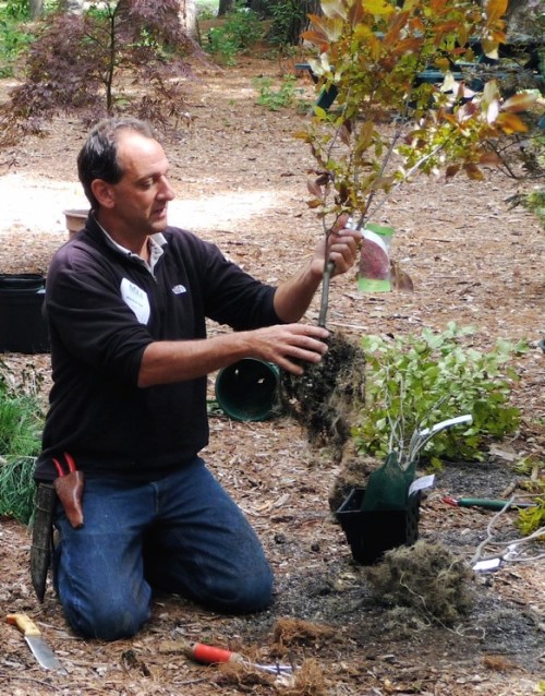 Fibrous roots hold together in a near solid mass right out of the container.