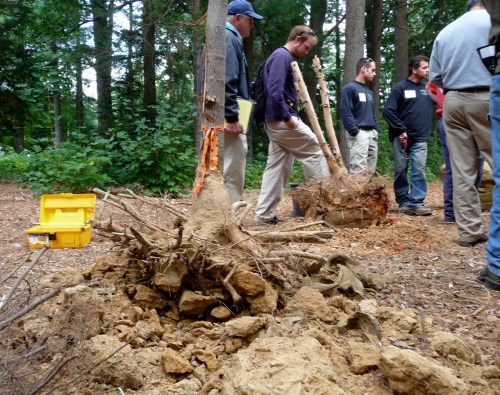 This pair of trees have root masses encased in rock-hard clay soils.  Note the solid clumps of clay in the foreground, and root growth only on top of the root ball -- these roots found it impossible to grow into and through this soil.  Breaking up the soil in a root ball like this before planting promotes the tree's future health; leaving this kind of root ball intact almost guarantees tree stress and decline.