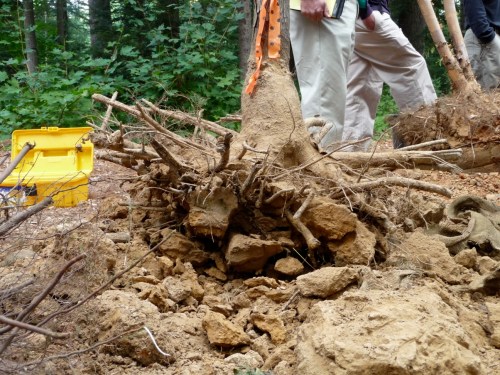 Closeup of rock-hard clay root ball, broken apart (fairly violently) for demonstration purposes.