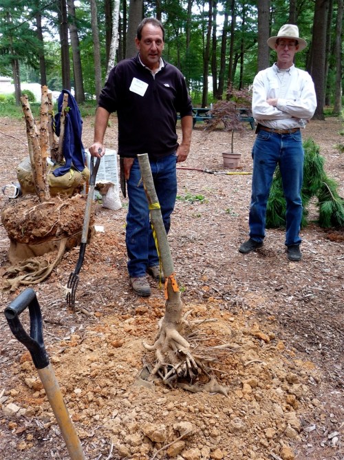 Another example of a dense clay root ball that constricted root growth to the tree's great detriment.  Soil had also been piled up around this tree's trunk flare, further challenging its ability to live.  Tough conditions for a tree to grow in.