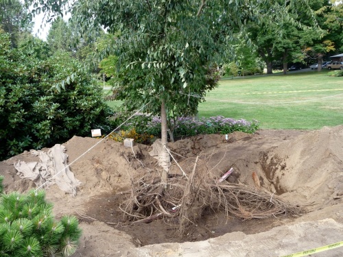 Healthy elm tree, soil blown off its roots, ready to be moved.