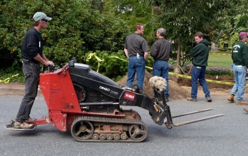 Dingo used to move the tree, whose new location was about fifty feet away from where it originally stood.