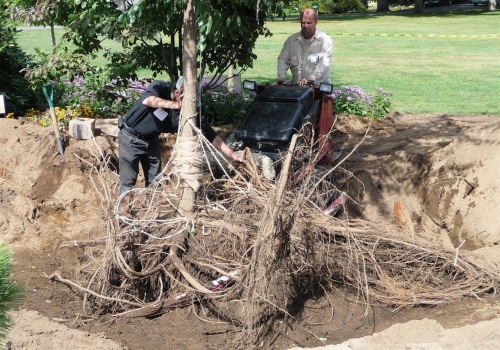 Mike directs the Dingo forks under the root plate while his assistant holds the trunk stable.  Note the heavy burlap padding both on the Dingo and on the tree trunk.