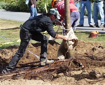 With the tree in its new location, burlap padding the trunk may be removed.