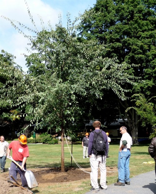 Six-inch caliper elm tree in its new location.  Some wilt is evident -- likely because the tree was excavated the day before and the roots had been exposed through the course of the several-hours long workshop.  