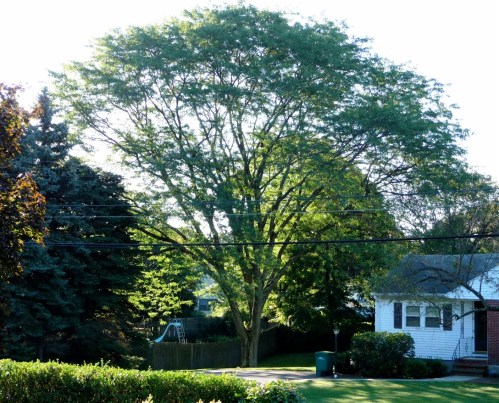 Plenty of rooting room translates into plenty of canopy.