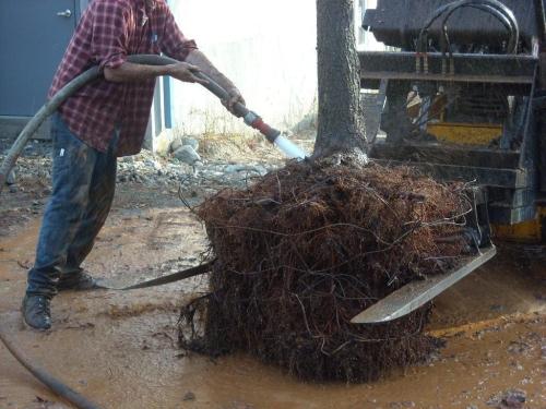Leaning into the root ball.  Lower water pressure may be a bit easier for those tiny feeder roots, but high pressure makes getting the hard clay soil off a faster process.  It's not clear yet how feeder root regrowth is affected by this kind of treatment, whether the pressure comes from air or water.  Early reactions seem promising, but it may be several years before a re-examination of the roots shows how risks and benefits balance..
