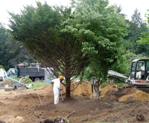 Taxus and Cornus kousa planted closely together, as part of a larger planting that has already been dismantled.