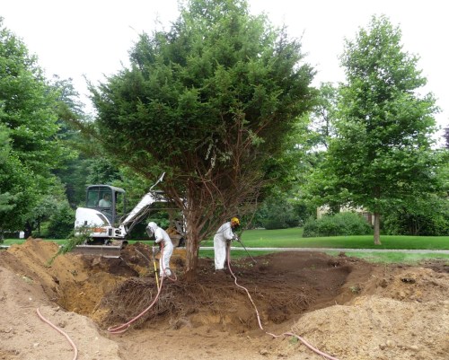 The Bobcat has dug a trench, and the crew is blowing soil into it. Note that the Yew's branches have been tied up to keep them out of the way.