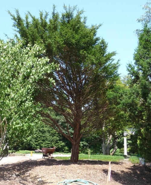 The following week: Taxus in a new spot, looking relaxed and healthy