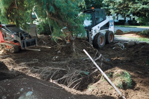 veron white pine digging 3