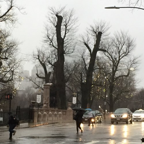 RS cropped Shaw Elms